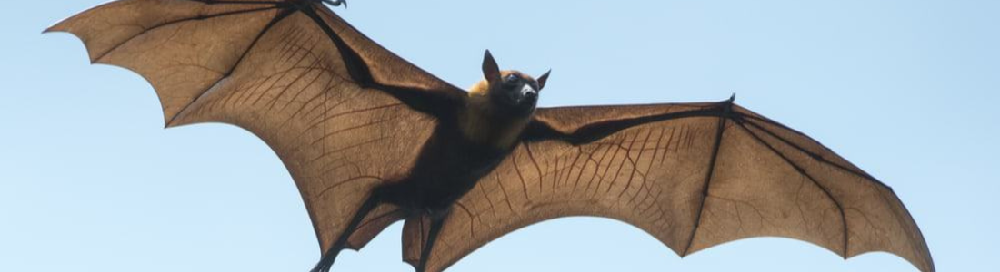 Manejo de Morcegos em Santo André 24 HORAS